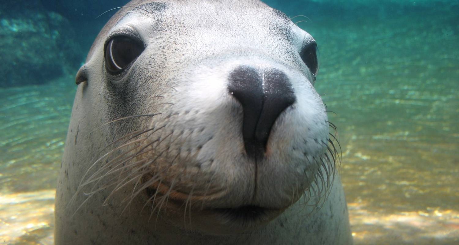 Aventure des pinacles et des lions de mer - WA NT TOURS