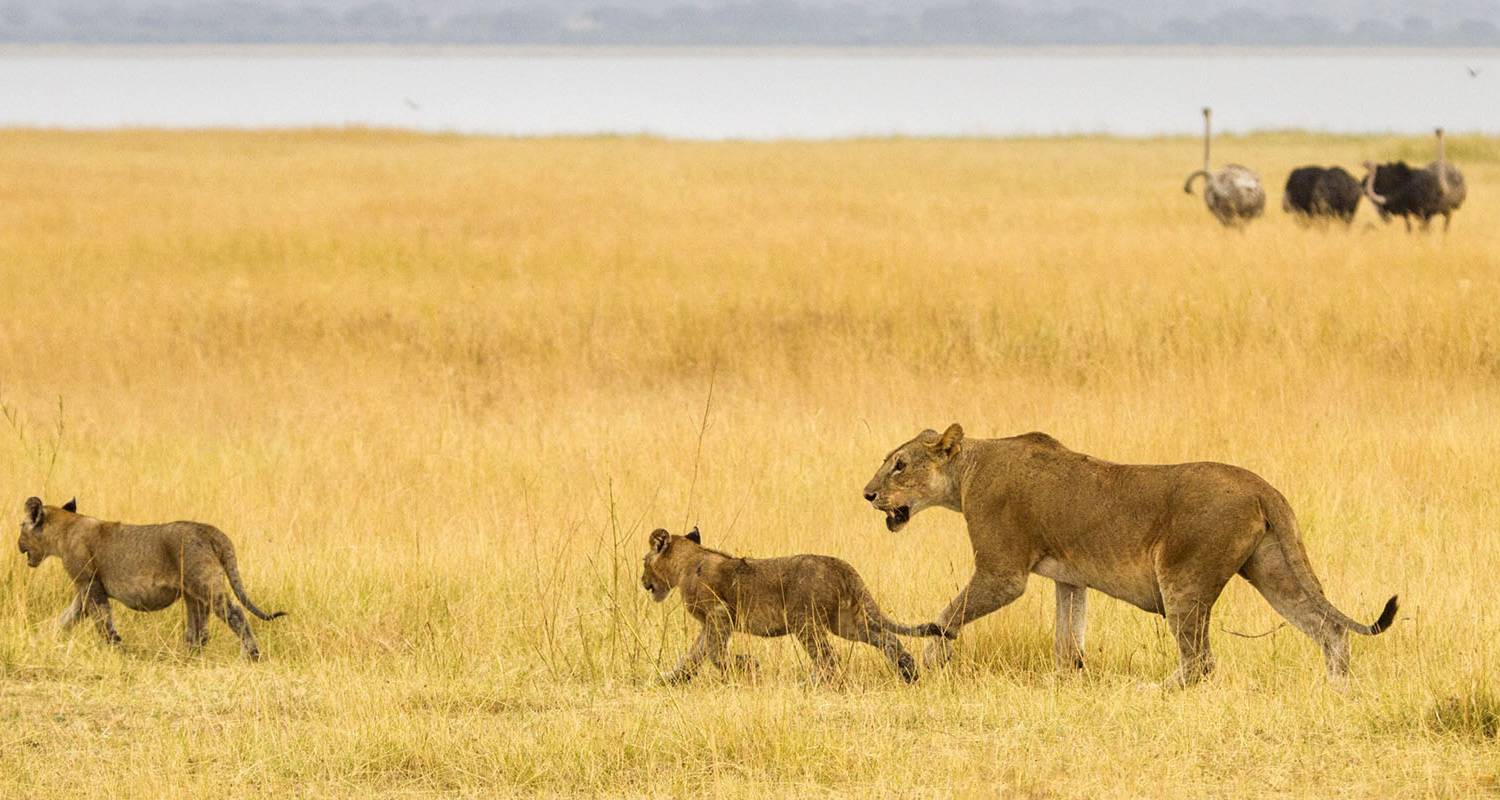 4 jours de vol aller-retour entre Zanzibar et le Serengeti et le safari animalier du Ngorongoro - Lights on Africa Destinations & Safaris