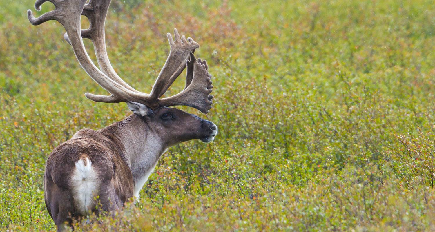 Grand Canada & Alaska and Voyage of the Glaciers 2025 - 24 Days - Emerald Cruises