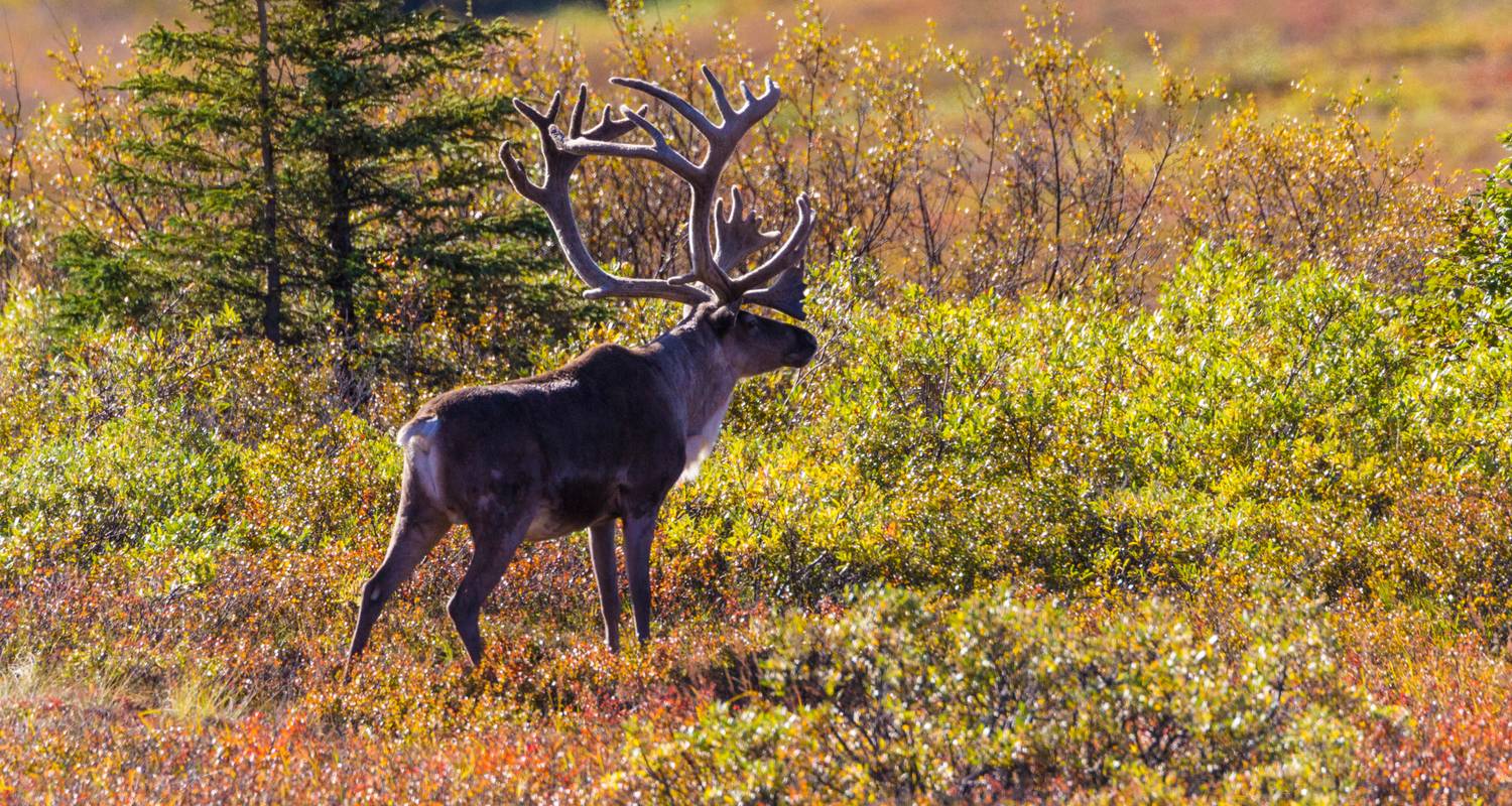 Voyages de Fairbanks à Anchorage