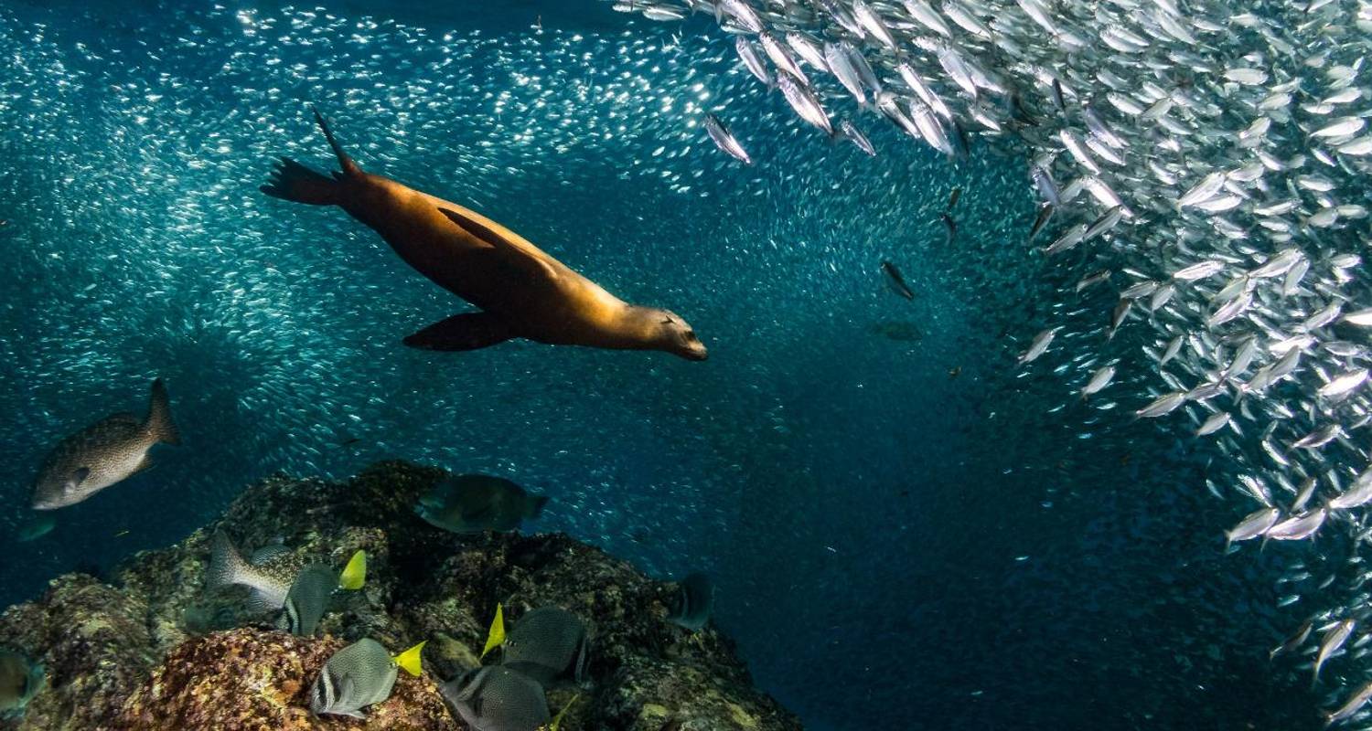 Baja - Aventure de la faune marine - Discover Corps