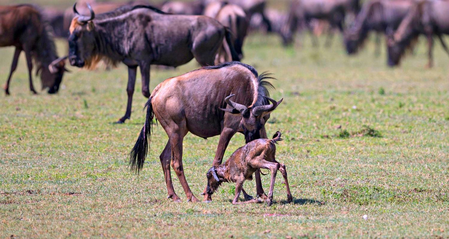 5-Day Safari in Tanzania - Calving Season in Ndutu Area - Lights on Africa Destinations & Safaris