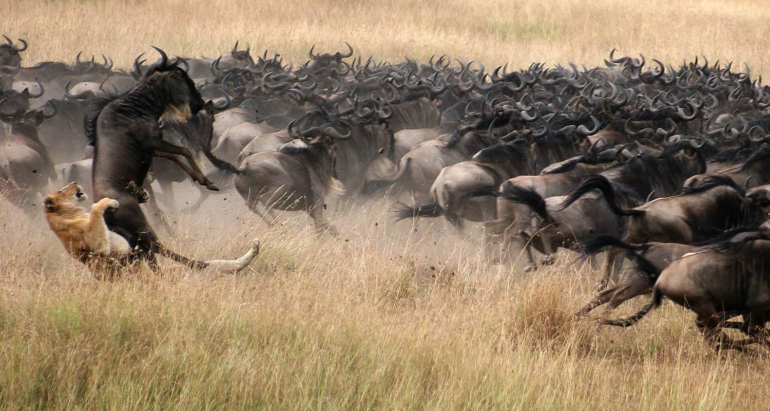 Migración de ñus de 6 días en la zona de Ndutu - Temporada de parto - Lights on Africa Destinations & Safaris