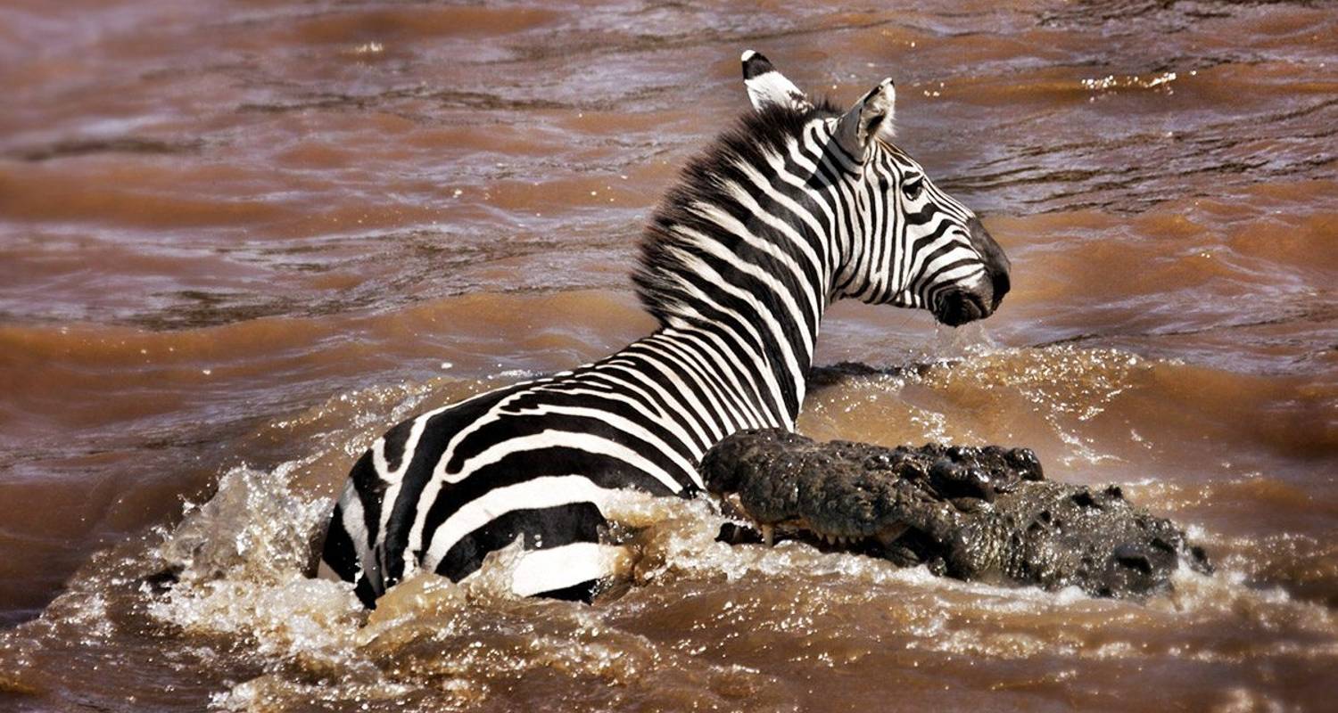 Safari de 6 jours au Maasai Mara et au Serengeti pour la Grande Migration - Traversée de la rivière Mara - Juillet-Septembre - Lights on Africa Destinations & Safaris