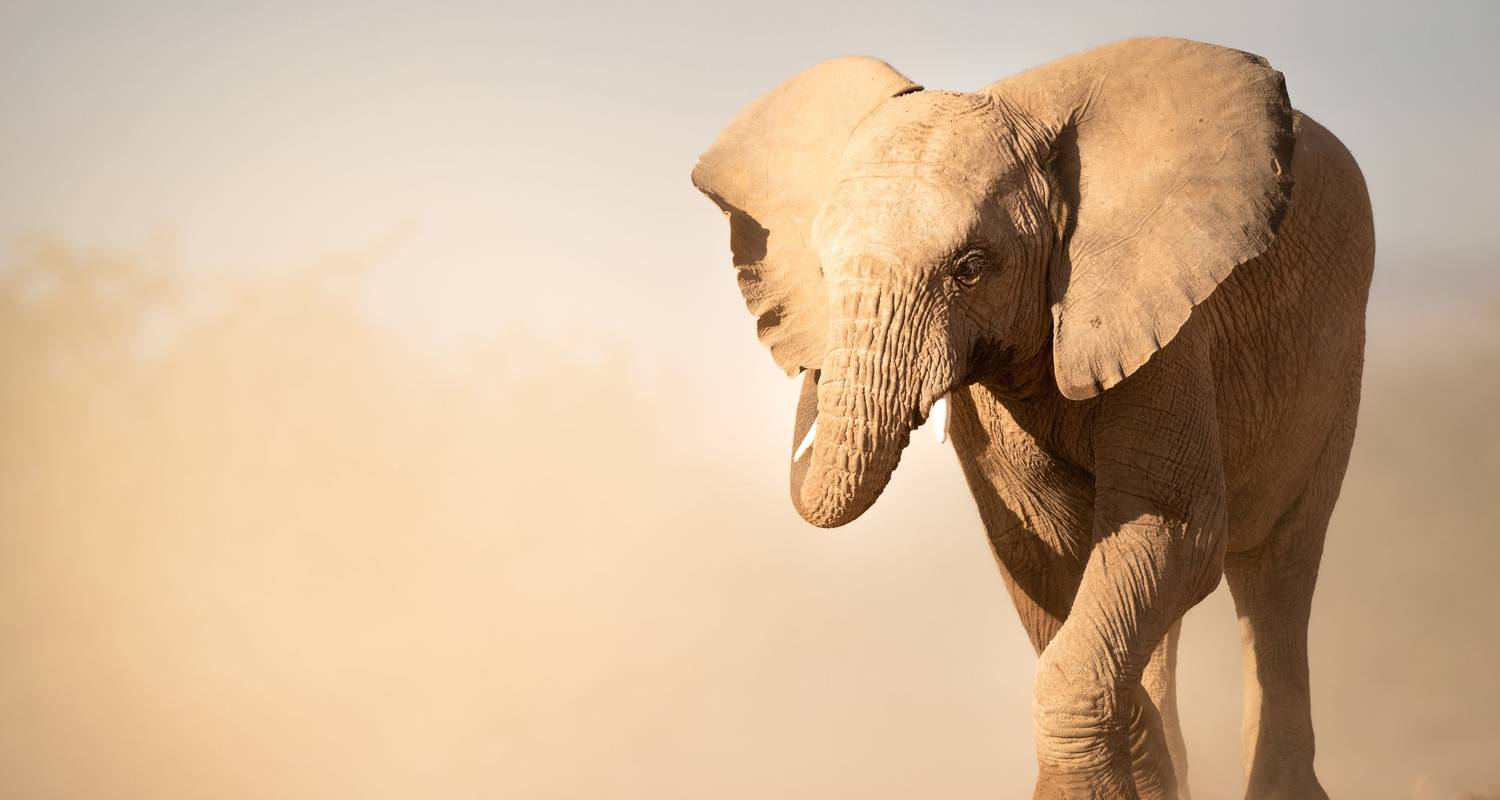 Expedición de Conservación de la Naturaleza - Namibia - GVI