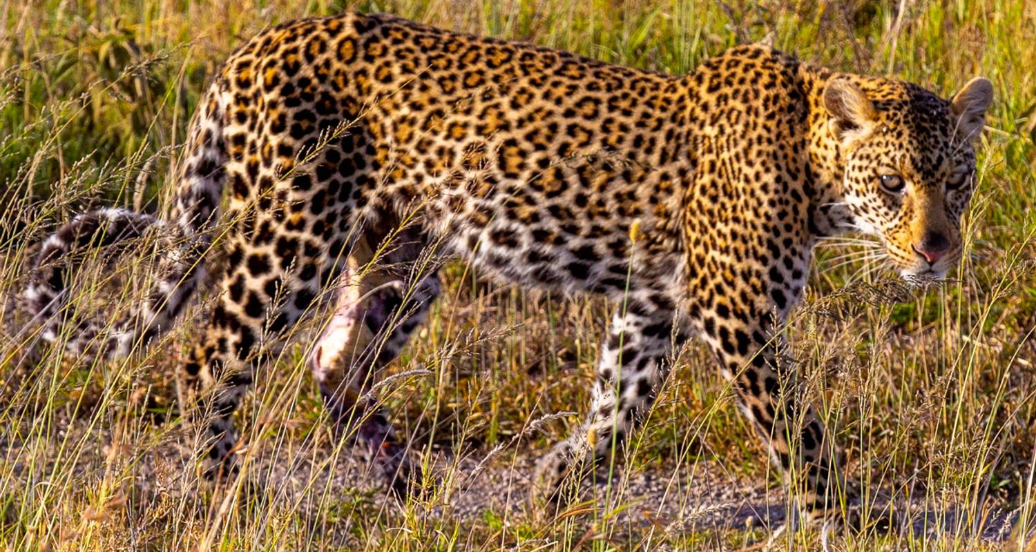 5-Day Big Cats Tanzania Luxury Safari - Lights on Africa Destinations & Safaris