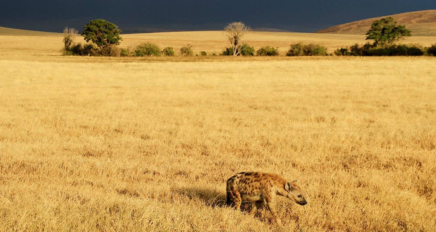 Personalized Tours & Trips in Serengeti National Park