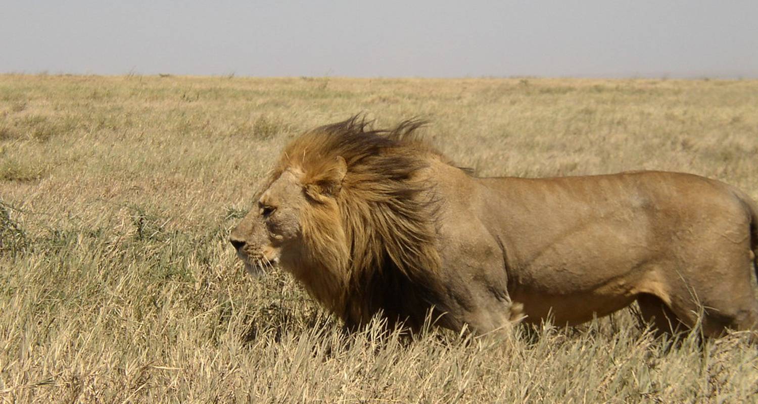 5-Day VIP Tour in Serengeti - Tanzania - Lights on Africa Destinations & Safaris