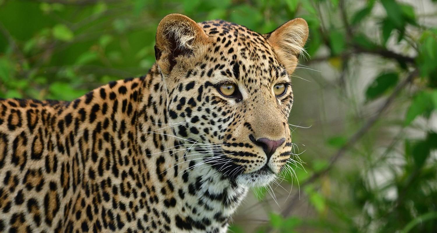 From Delhi: 3-Day Leopard Safari and Golden Triangle Tour - Golden Triangle Tours Of India