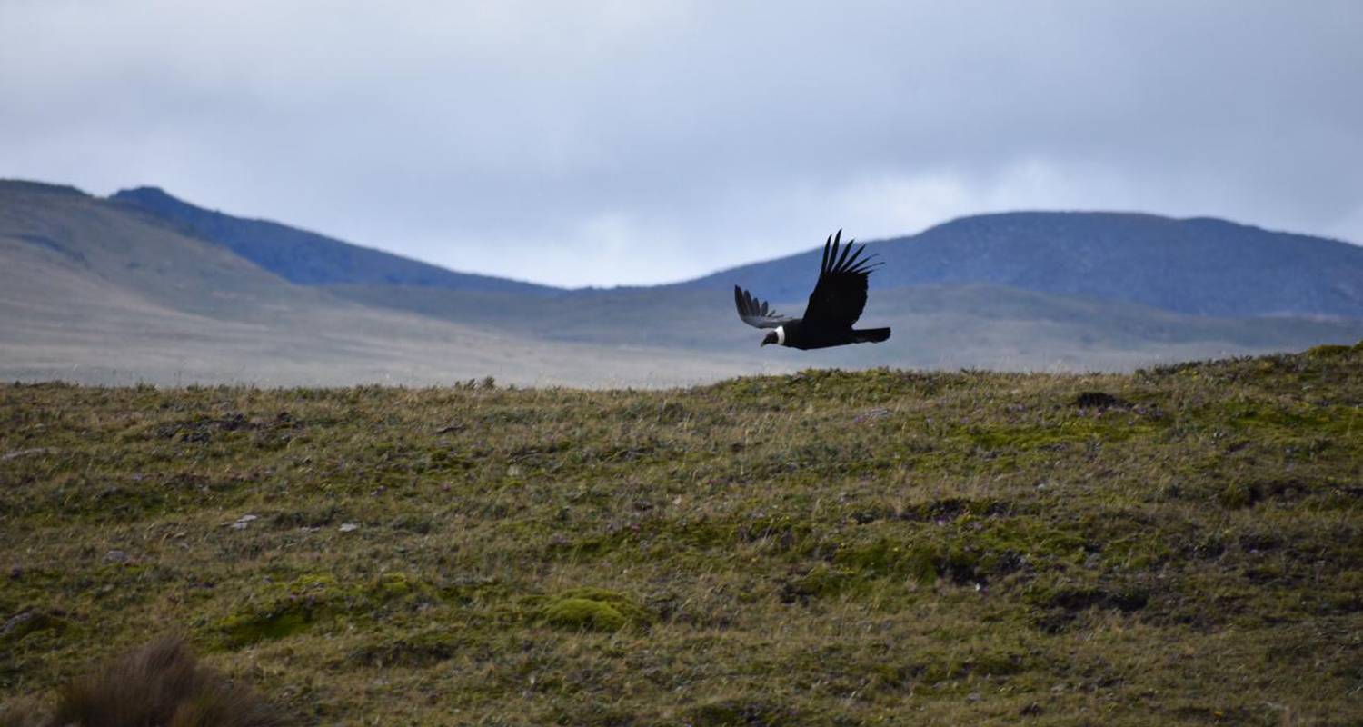 Nature et faune de l'Équateur : Andes, Amazonie et Galapagos - Green Adventures