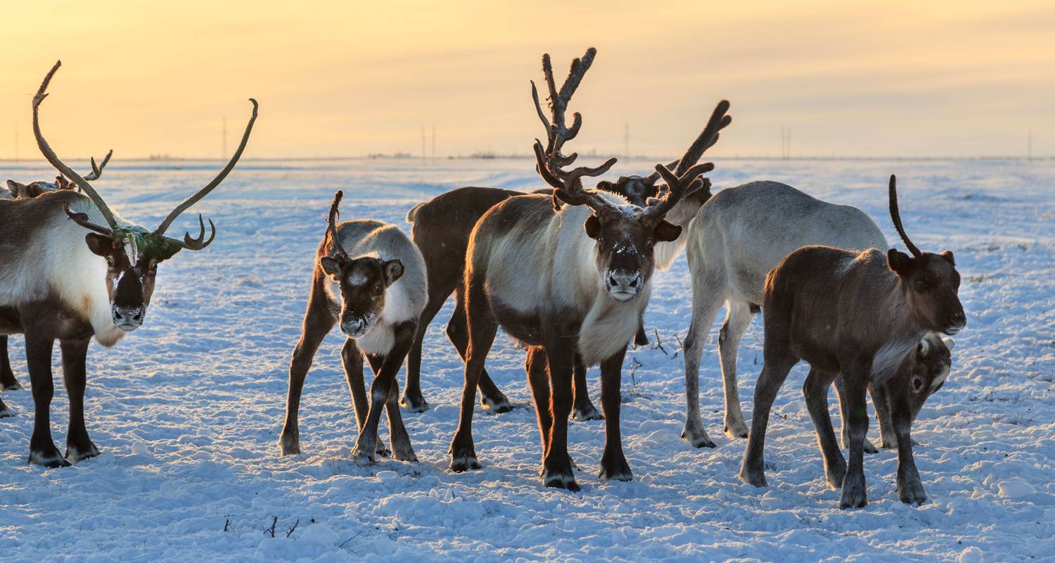 Schneeträume Levi: Northern Lights & Reindeer Hugs - journaway