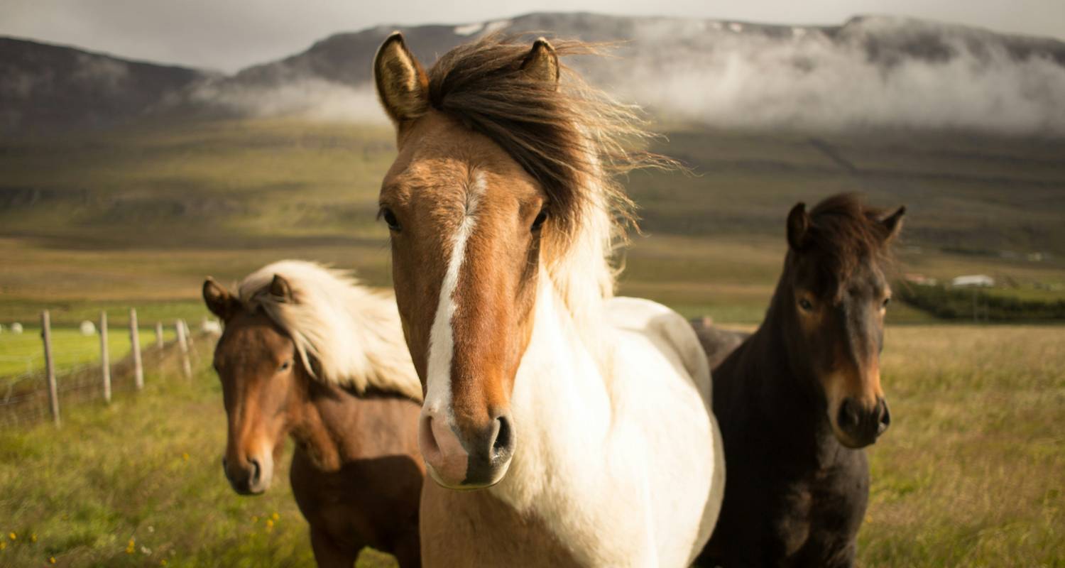 Aventure complète en Islande - Indus Travels