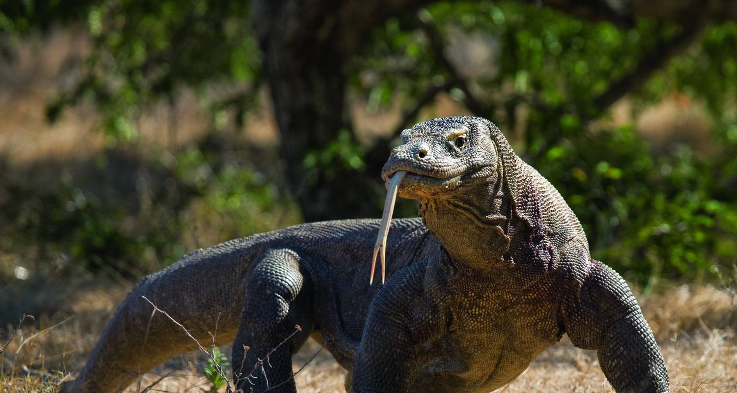 Java, Komodo y Bali / Indonesia: Lo más destacado - SKR Reisen