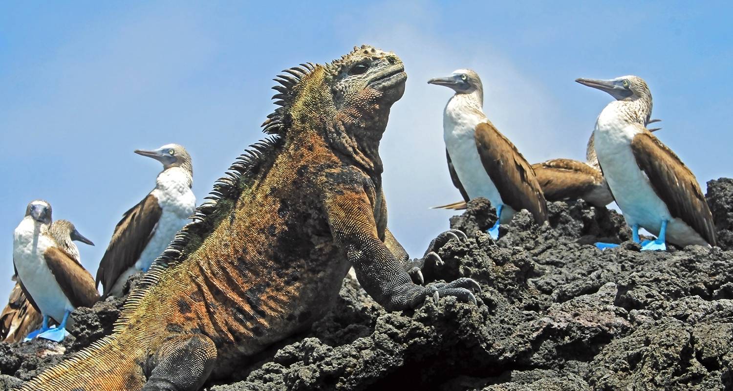 Galapagos Encompassed - 17 days - On The Go Tours