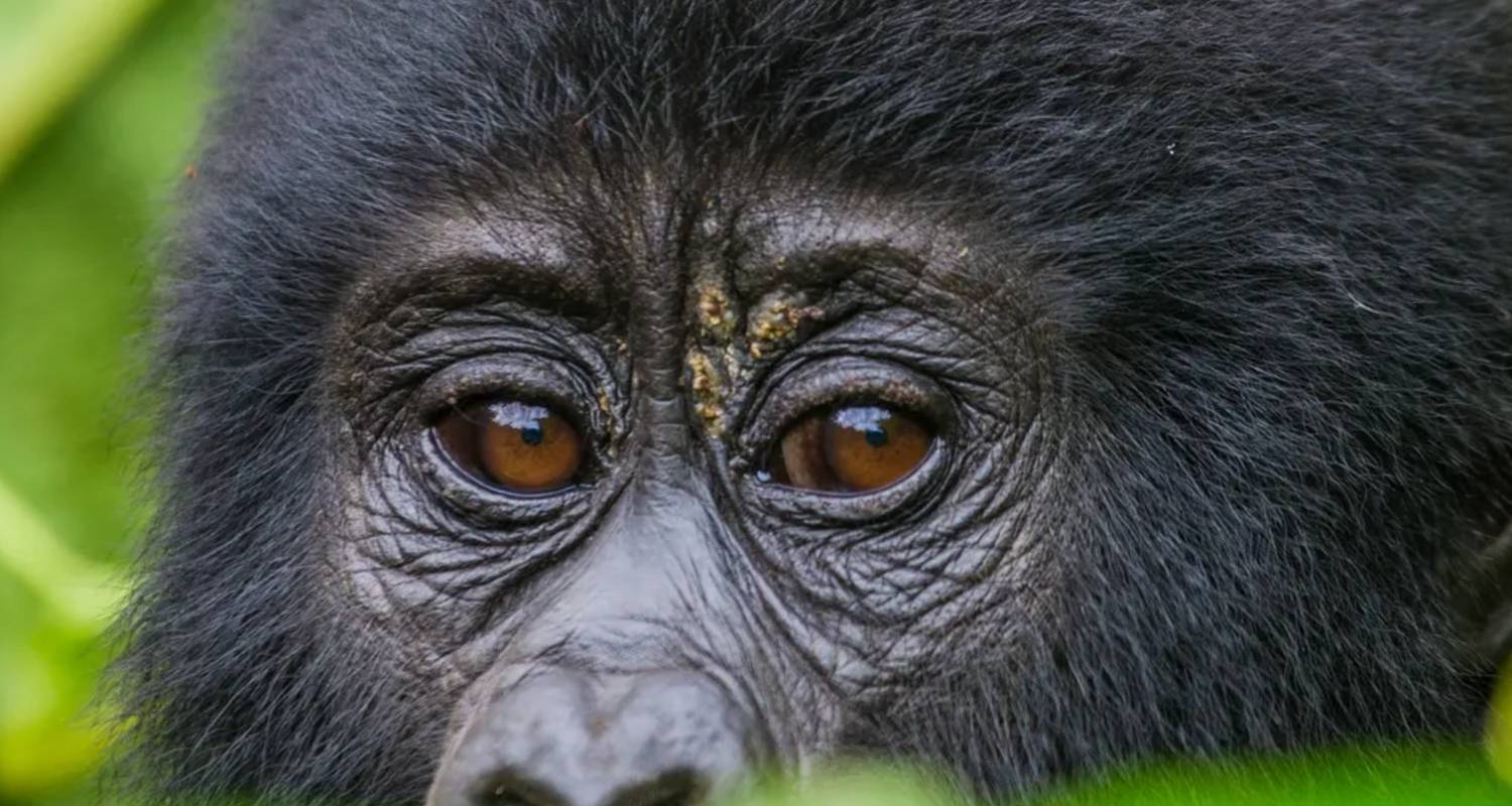 Ultimate Gorilla Trekking Uganda - GoExplore Safaris