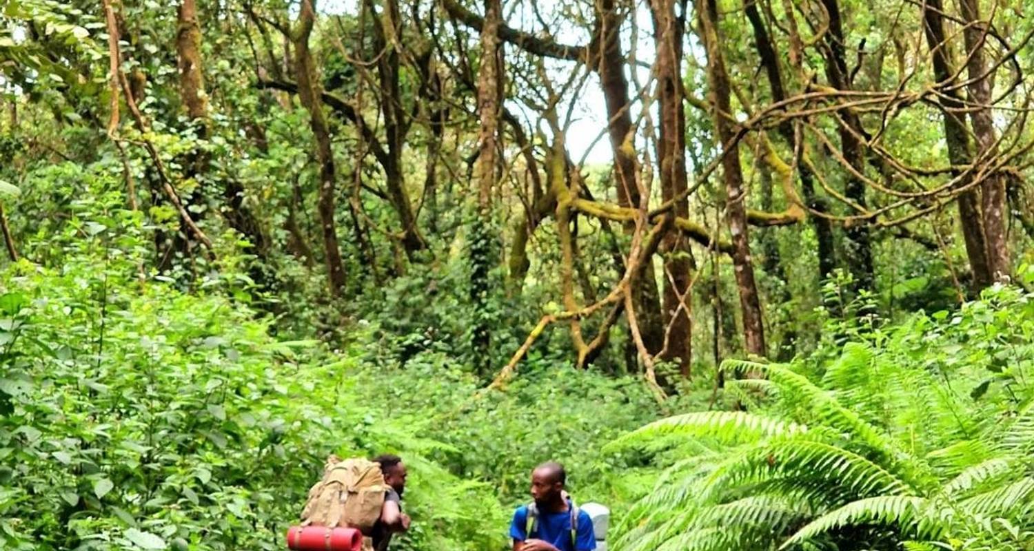 Kilimanjaro National Park Tagesausflug - Shira Plateau - theKili-Guides