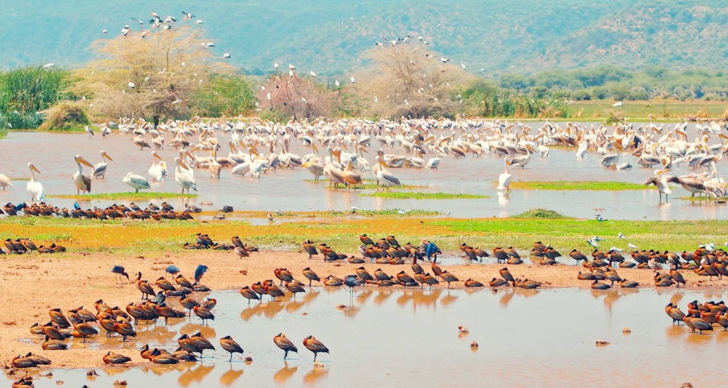 3-tägiger Flug nach Tarangire, Manyara und Ngorongoro von Sansibar aus - Lights on Africa Destinations & Safaris