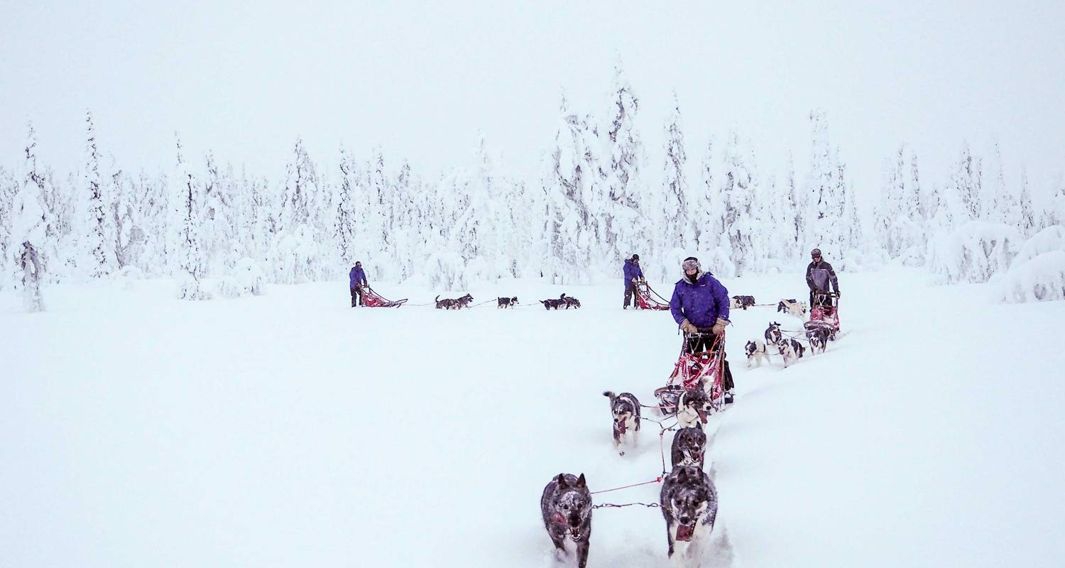 Finlande - Une randonnée en husky dans l'immensité de la Laponie - Travel To Life