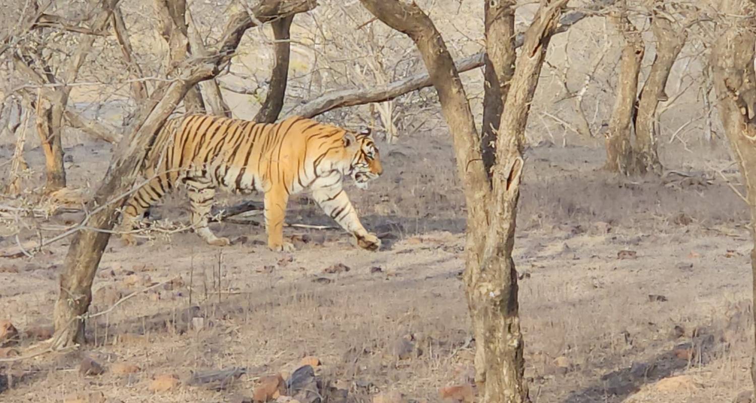 Triangle d'or avec le tigre et le meilleur du Kerala - Go My Journey