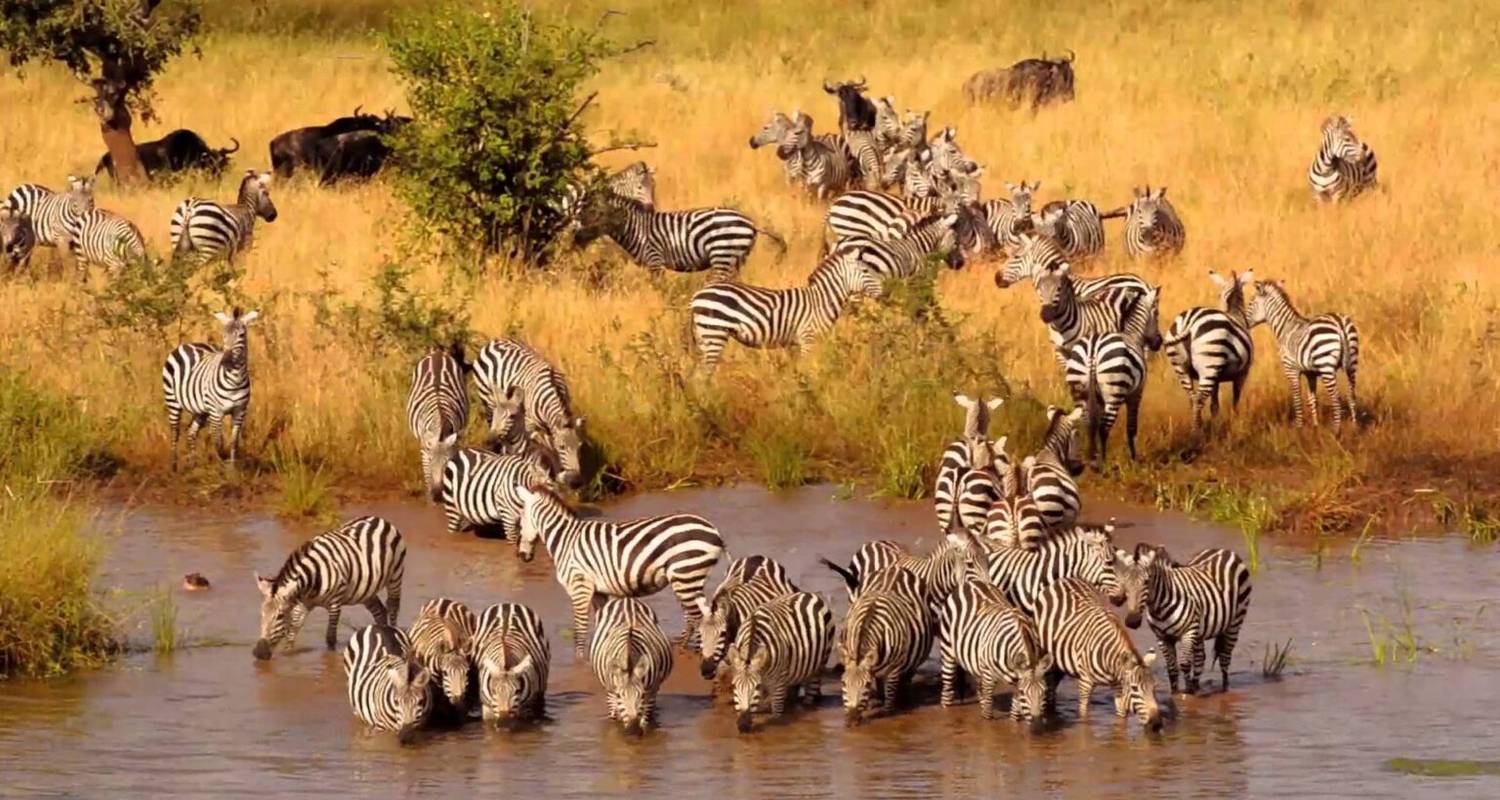 12- Days Tanzania Safari and Beach  Holiday - Nature Safari