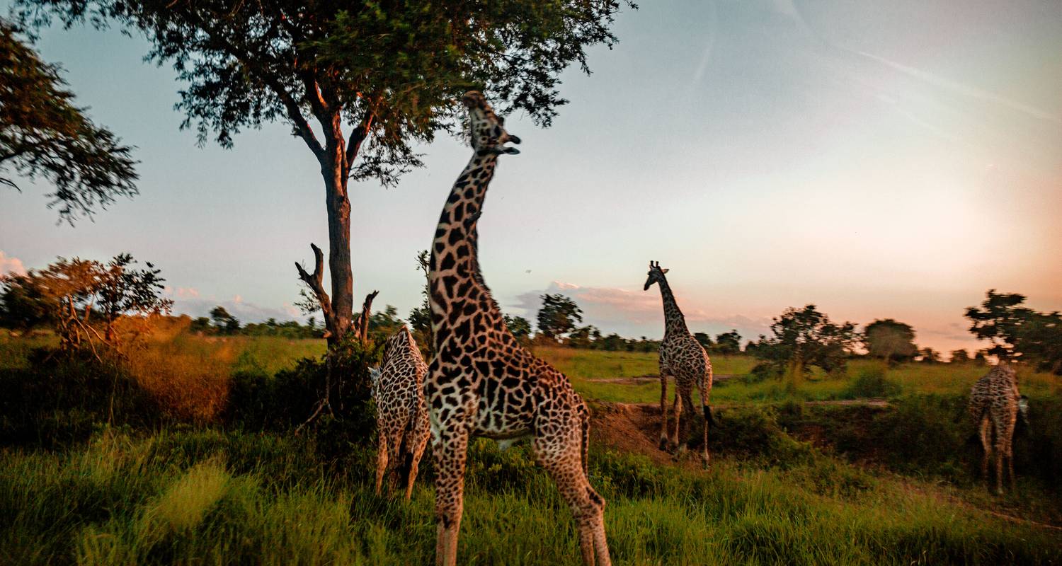 11 DAYS SAFARI TRIP TANZANIA ZANZIBAR - Nature Safari