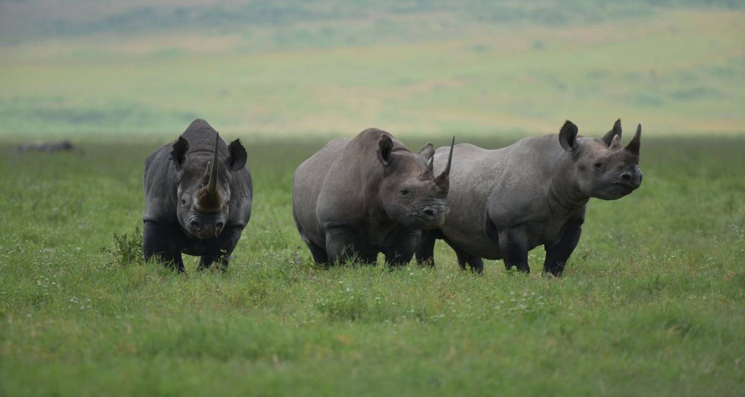 9 DAYS SAFARI VACATION TANZANIA [Suitable to include the WILDEBEEST MIGRATION] - Nature Safari