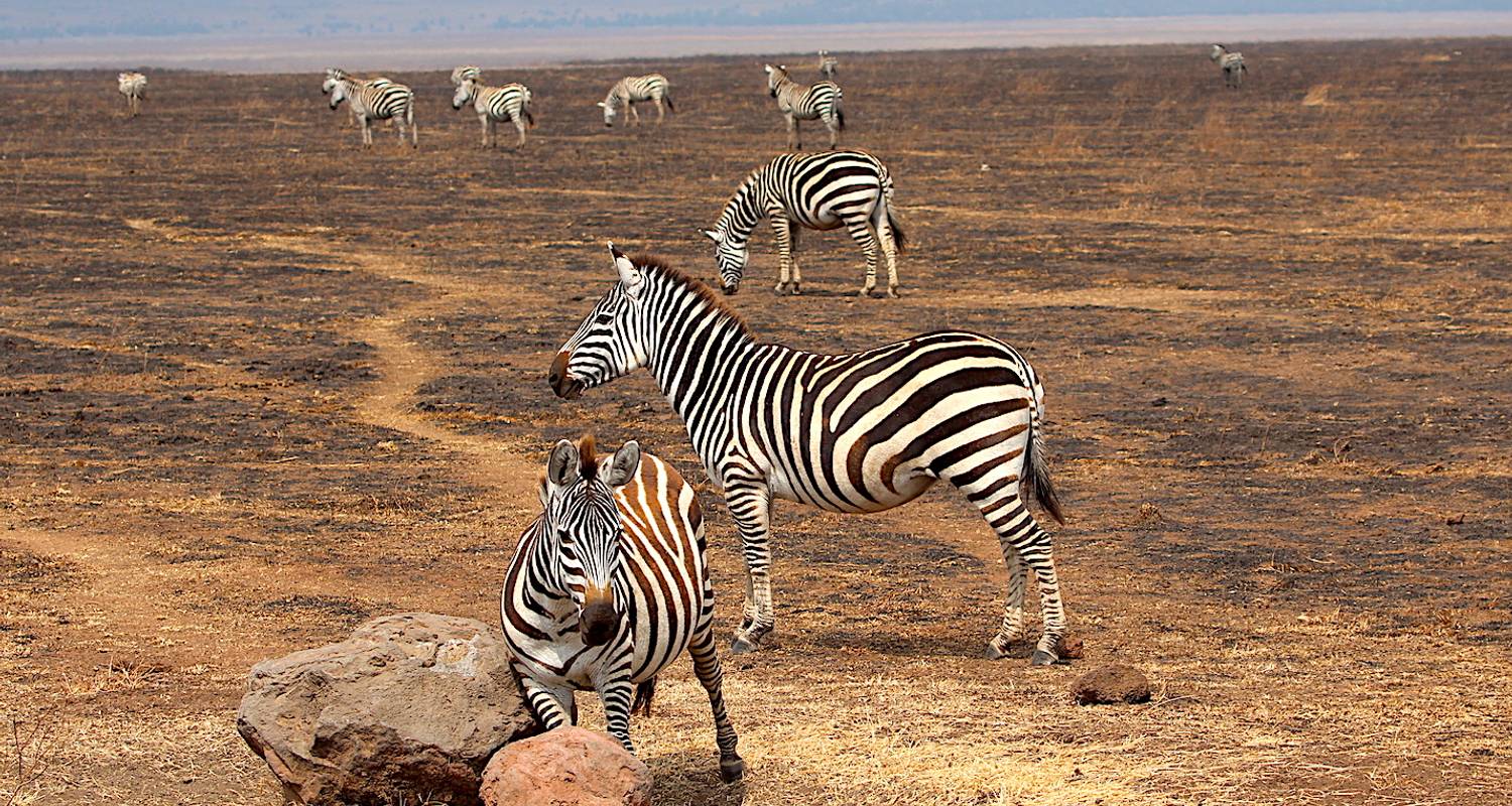 10 Tage Tansania-Safari, alle nördlichen Parks in 1 Reise! (Geeignet, um die Gnu-Wanderung einzuschließen) - Nature Safari