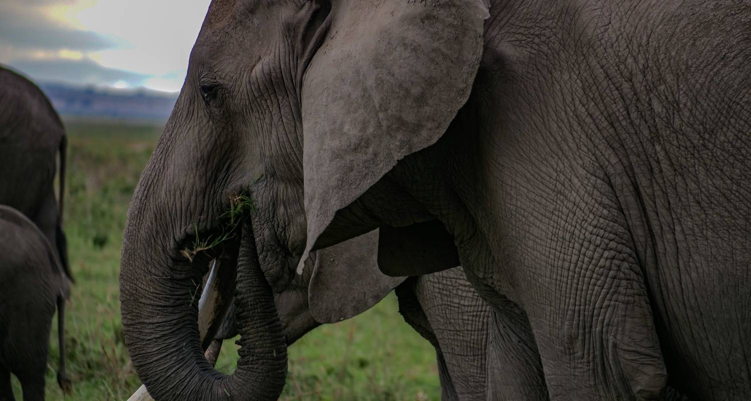 Amboseli National Park Tours & Trips