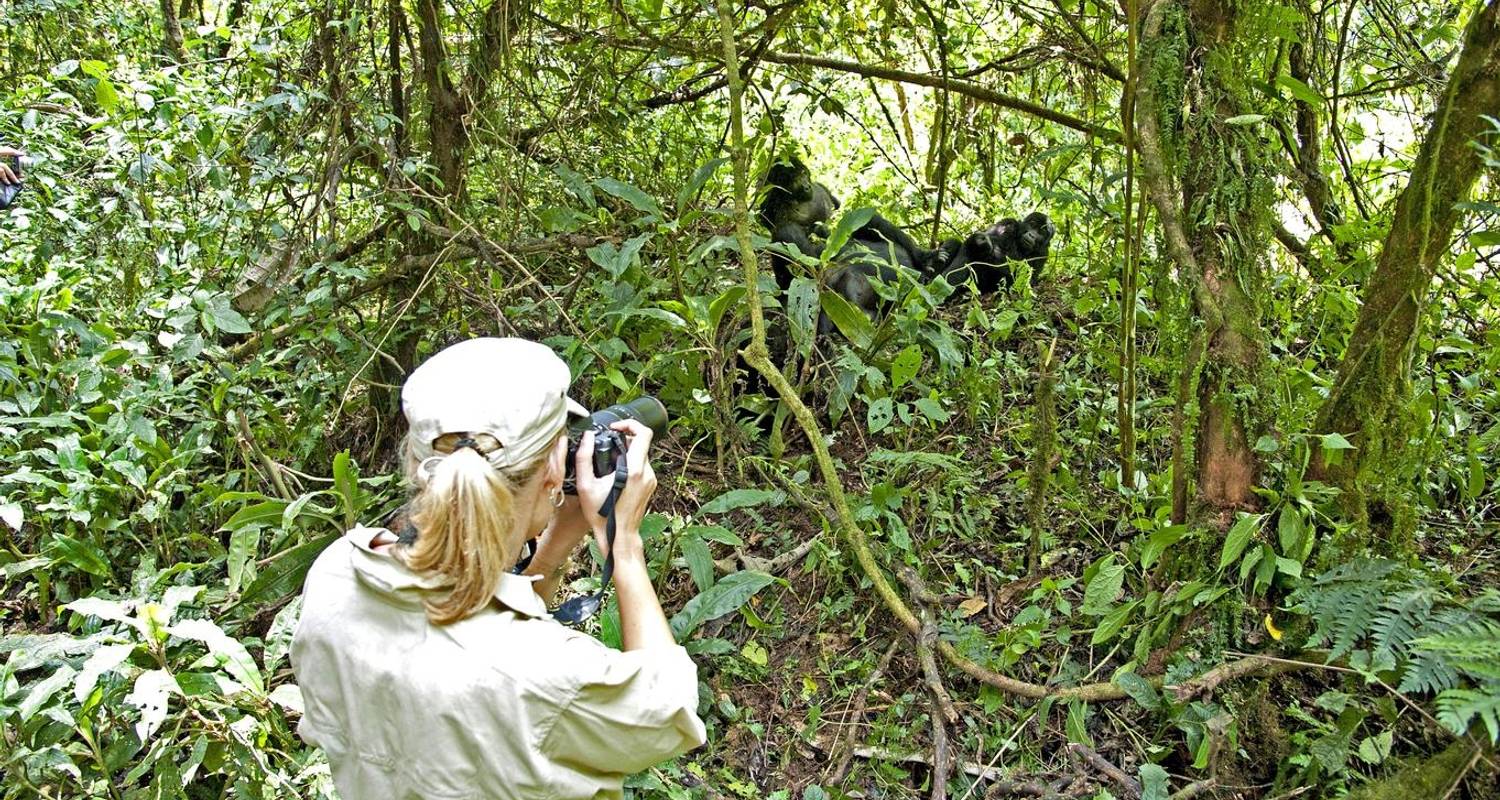 Safari Tours & Trips in Bwindi National Park