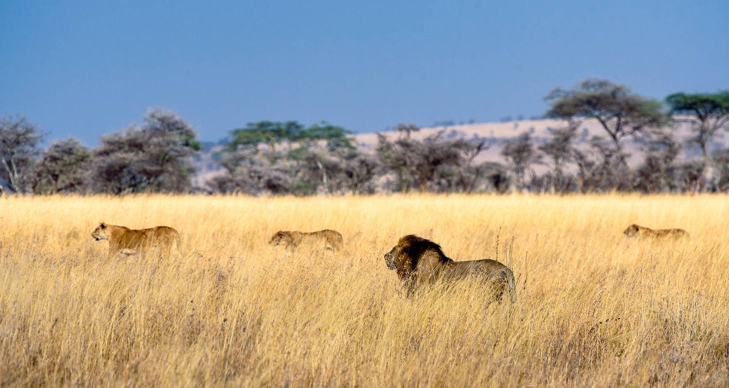 18 DAYS TANZANIA SAFARI + ZANZIBAR VACATION [Suitable to include the WILDEBEEST MIGRATION] - Nature Safari