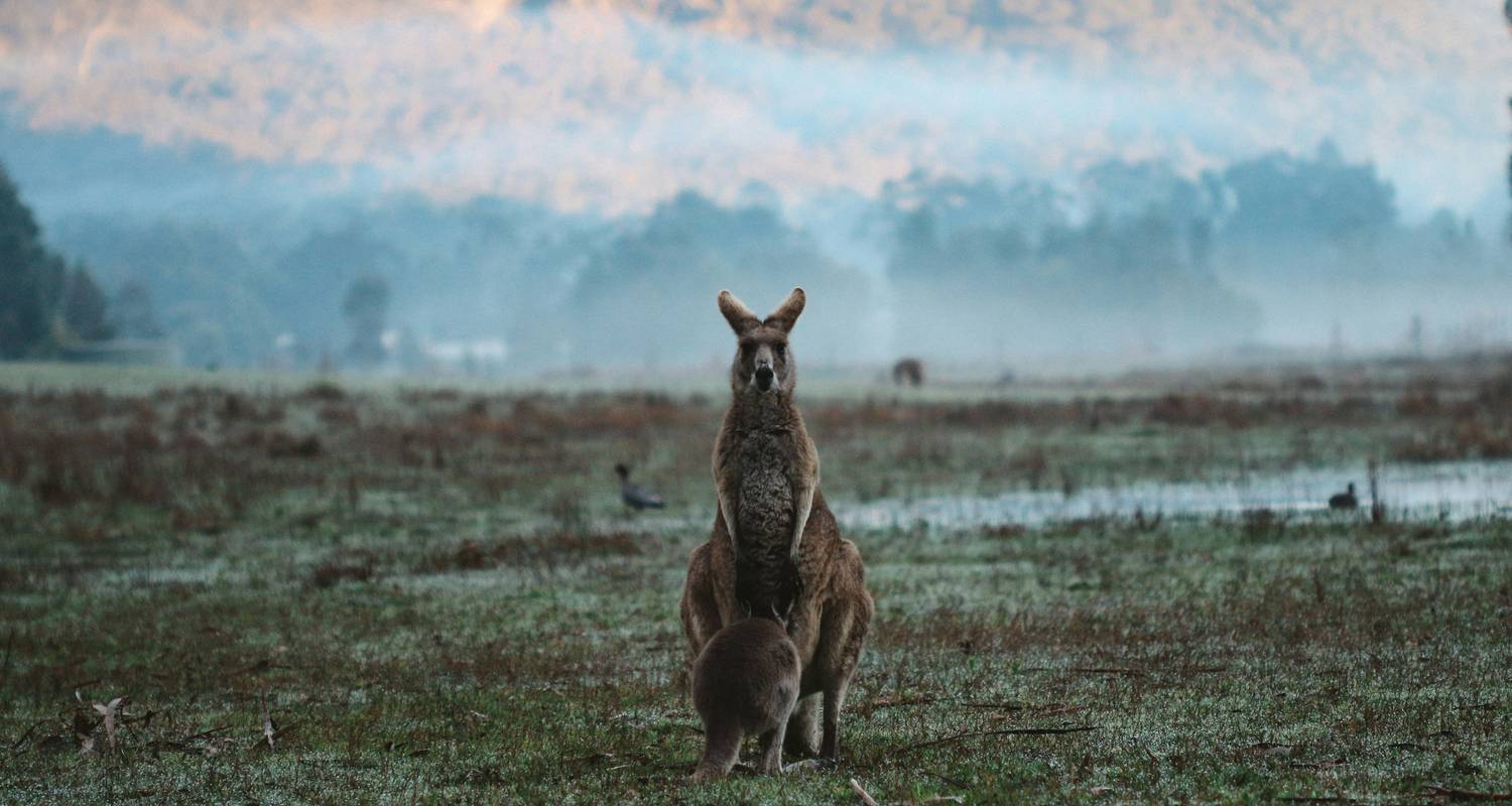 Découvrez le sud-est australien - En voiture - Indus Travels