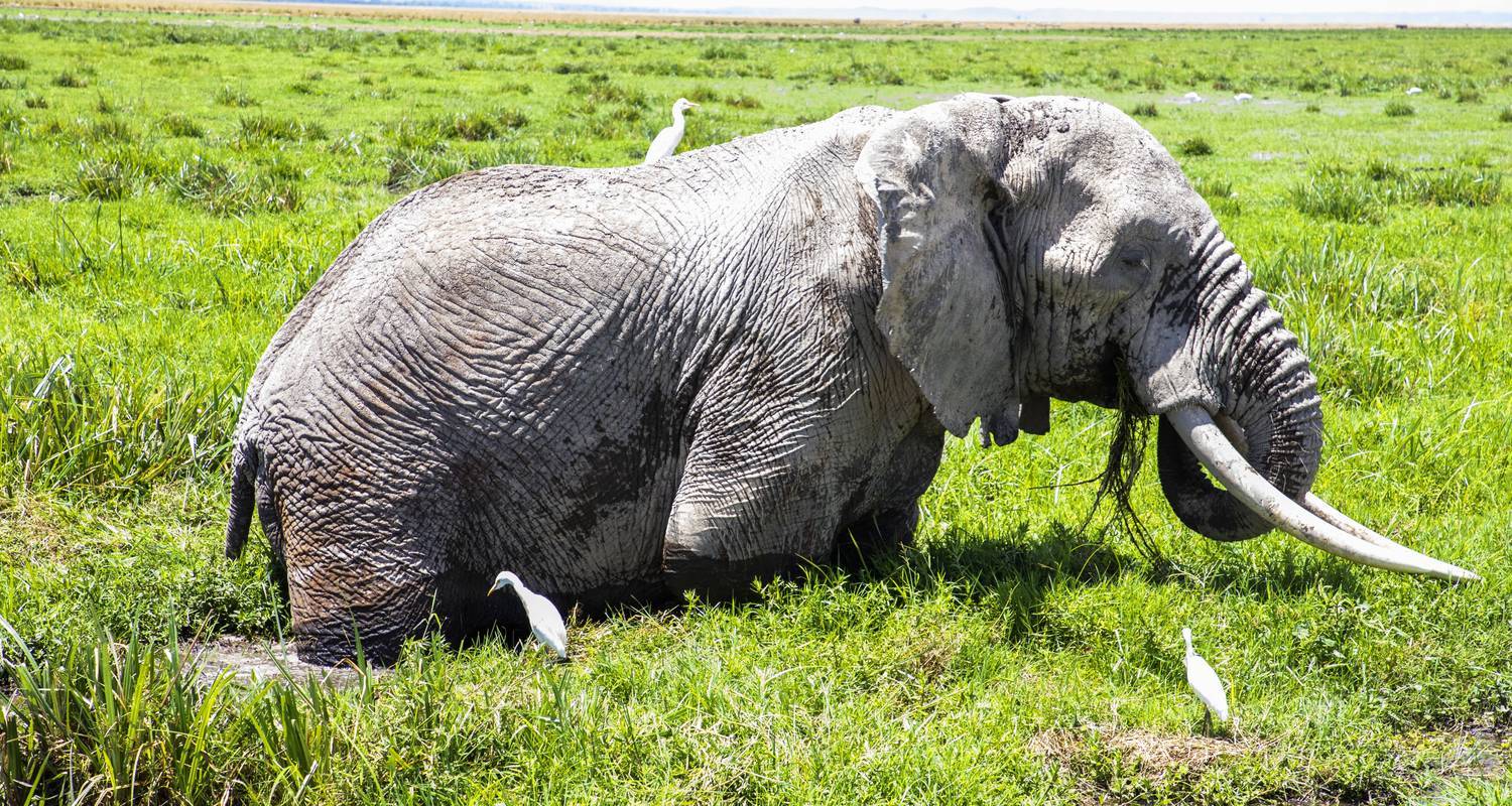 3 DAYS SAFARI AMBOSELI NATIONAL PARK - Grey Impala Safaris