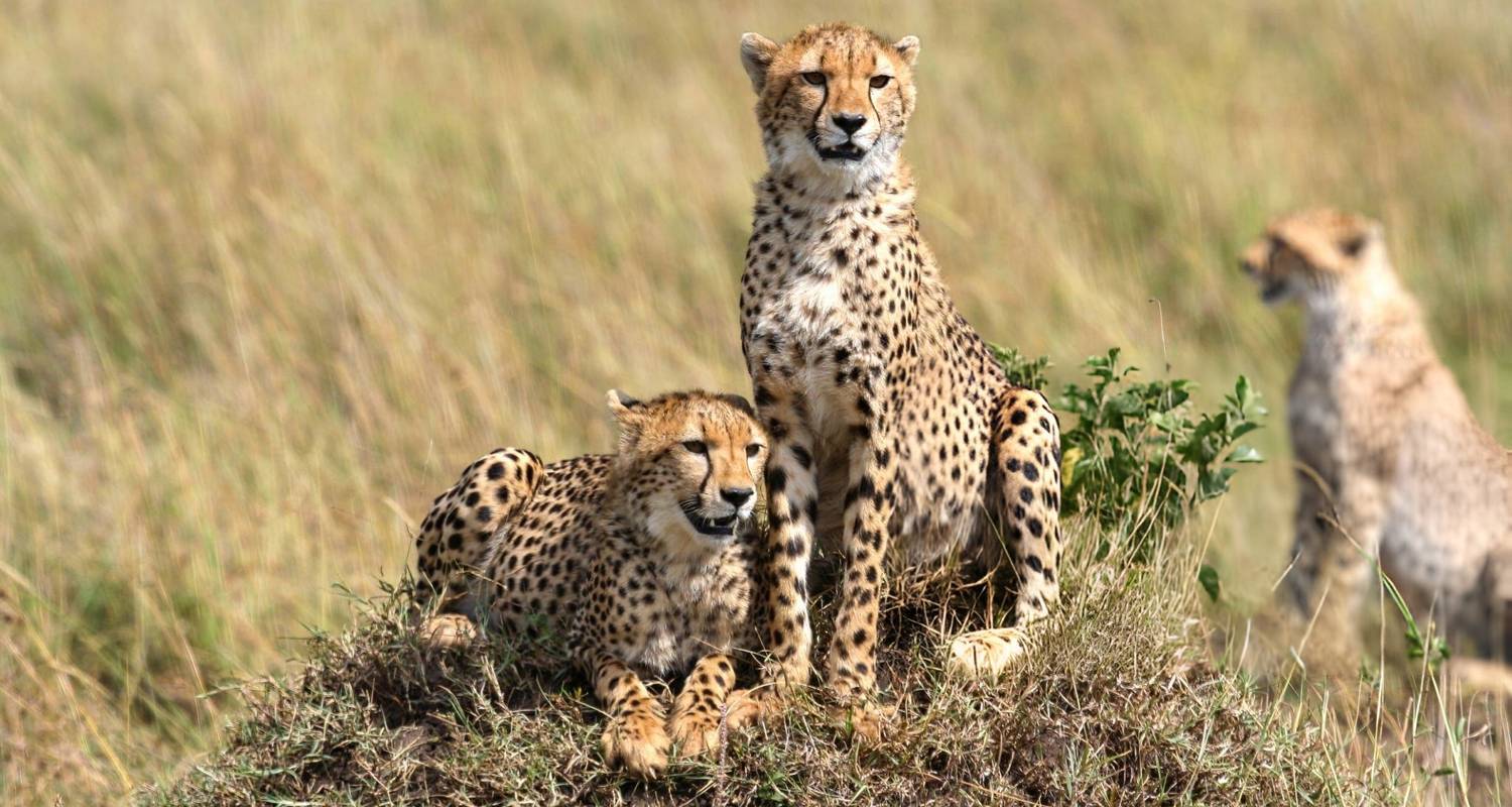 Kenya : Safari en groupe de 5 jours à Masai Mara-Nakuru-Naivasha (budget) - Jill Travel