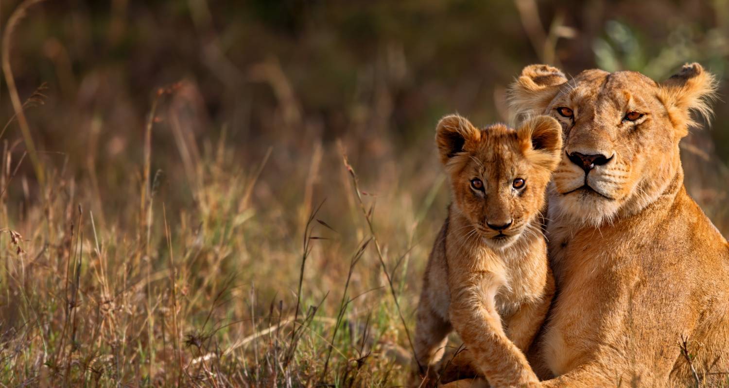 Safari routier de luxe de 12 jours au Kenya - Nature Safari