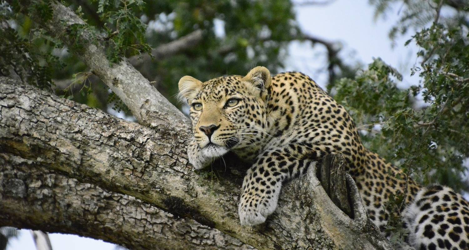 Kenia Grand Discovery High End Safari (Maßgeschneidert) - Nature Safari