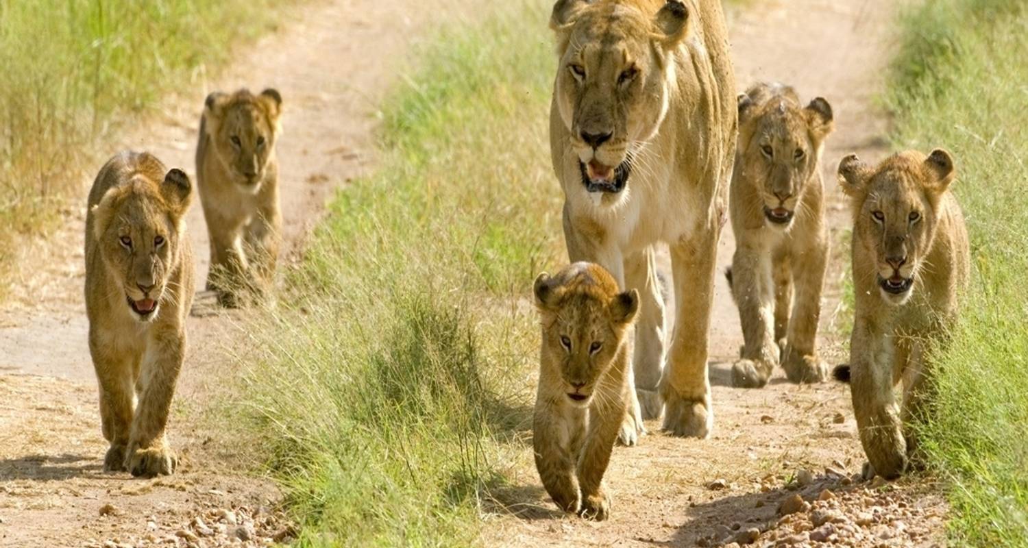 8- Días de Safari de Lujo en Kenia con caminata corta - Nature Safari