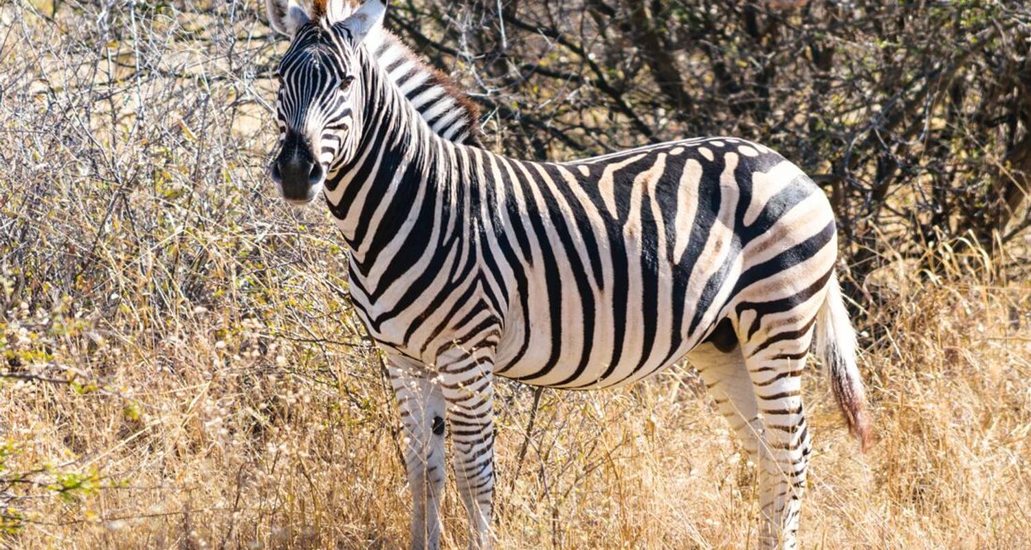 Kenia : Ontdek de Riftvallei en Masai Mara avonturen - Nature Safari