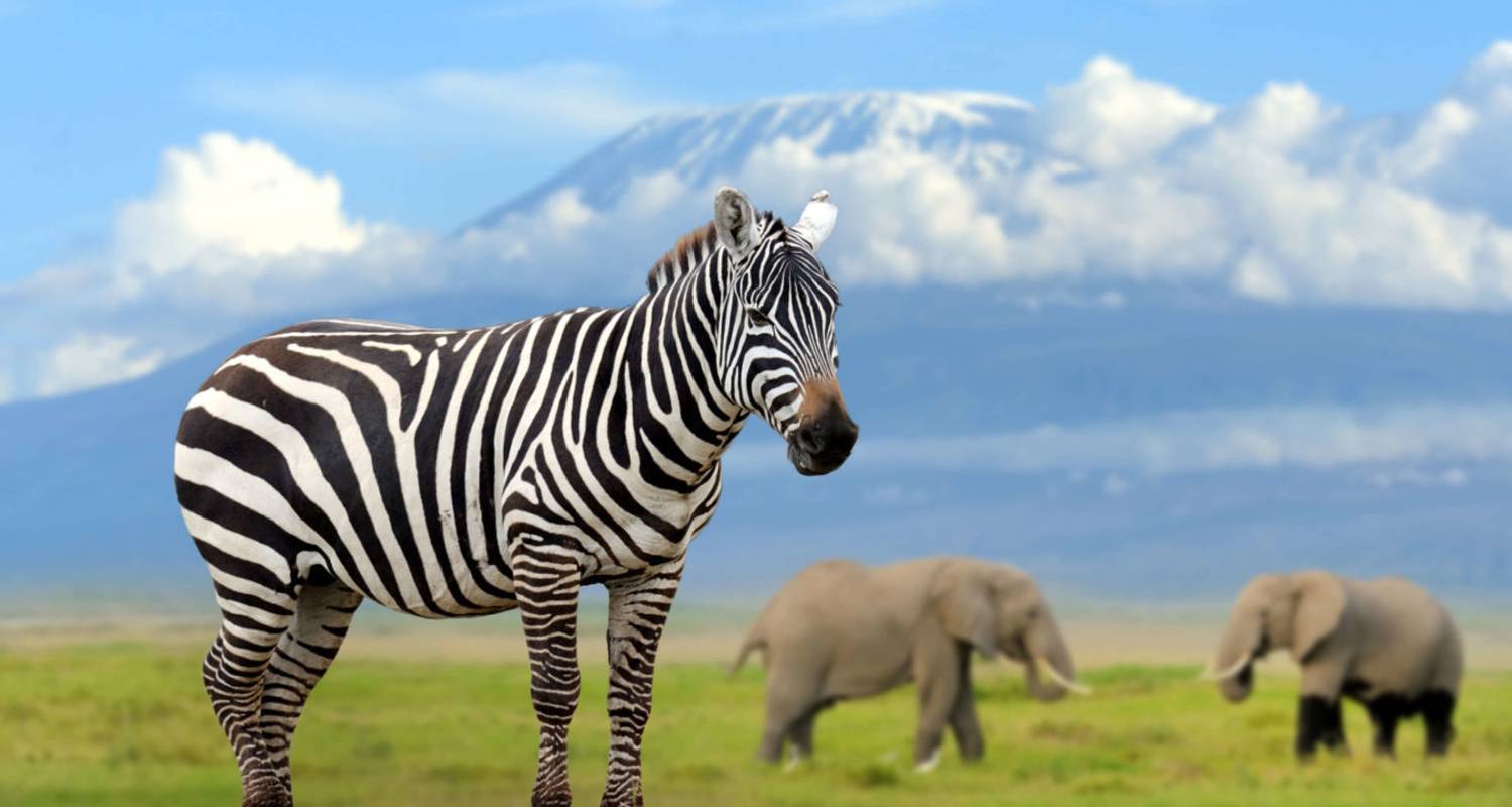 From Nairobi : Amboseli National park 1-Day Game drive - JOYINA SAFARIS AFRICA