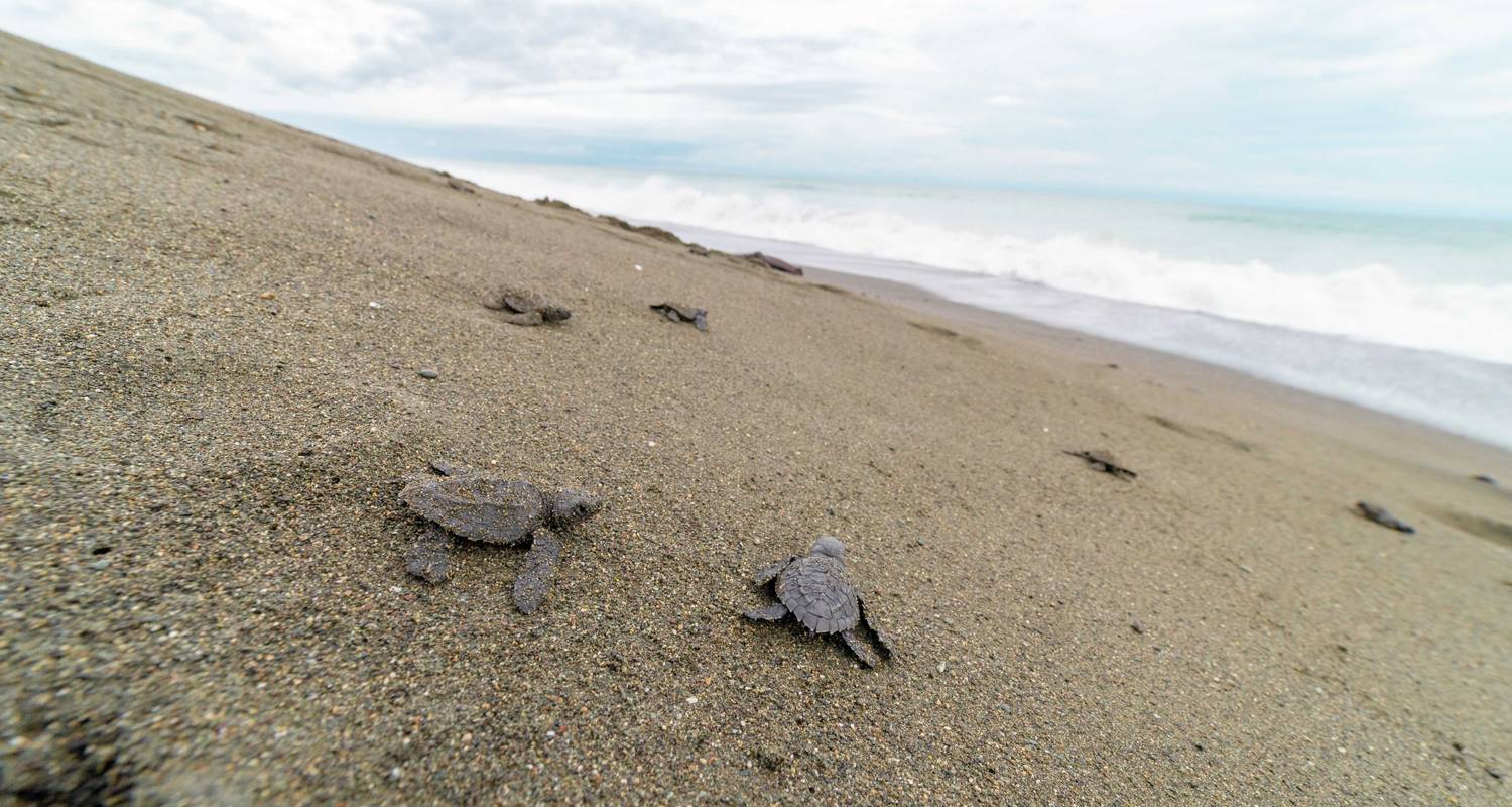 COPROT - Behoud en schildpadden - Class Adventure Travel 