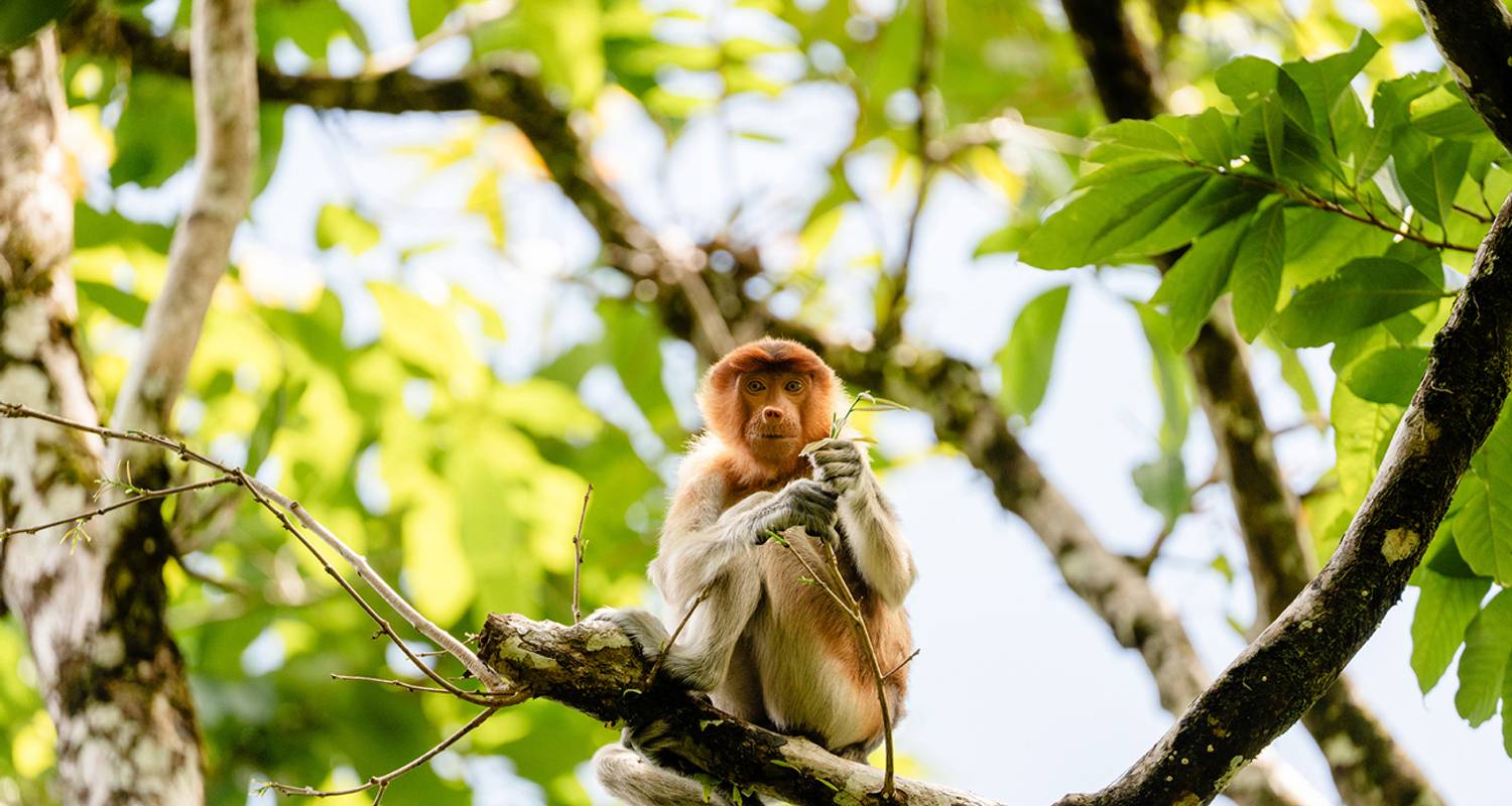Aventura en Borneo - Contiki