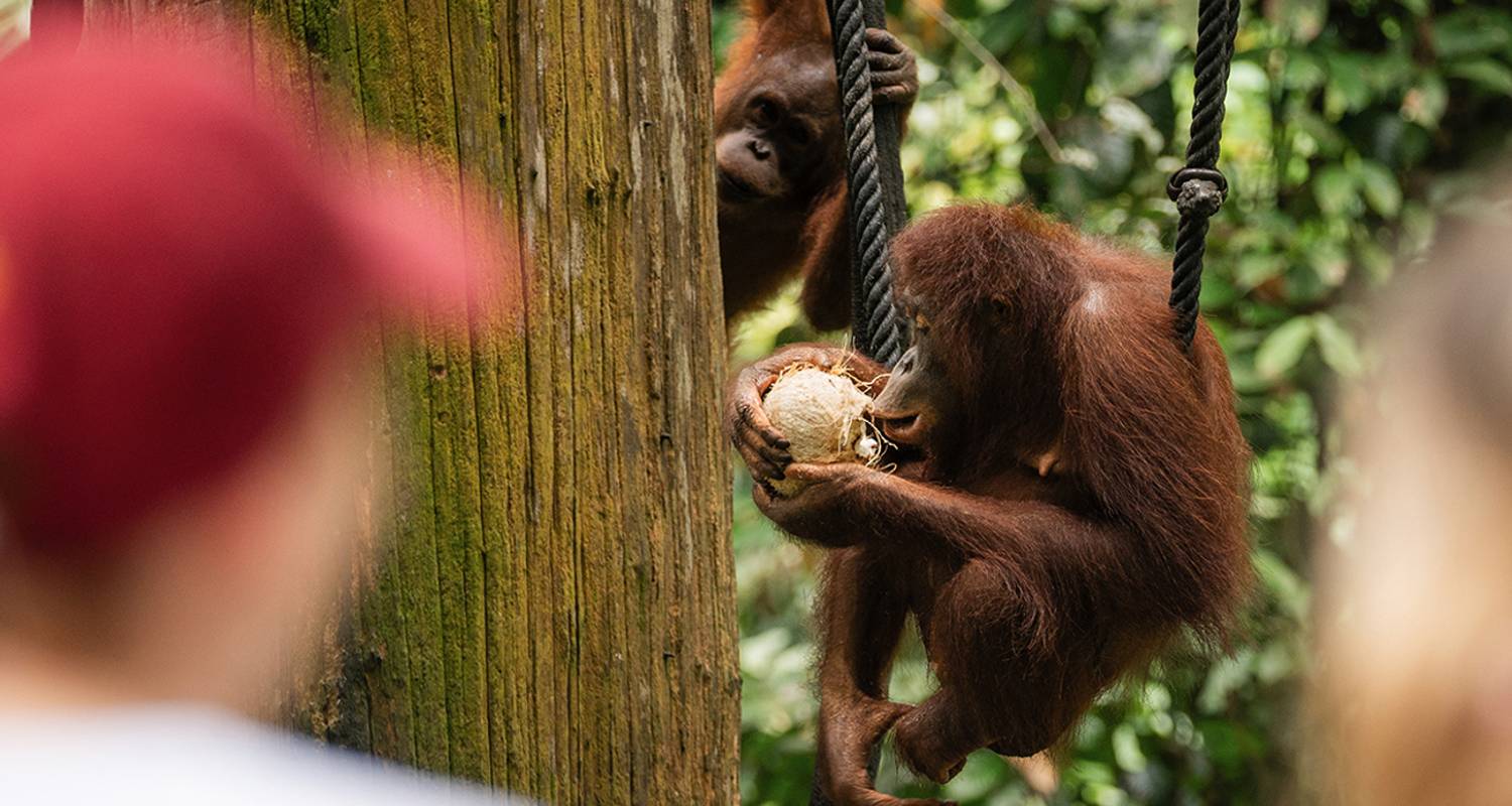 Aventura en Borneo - Contiki