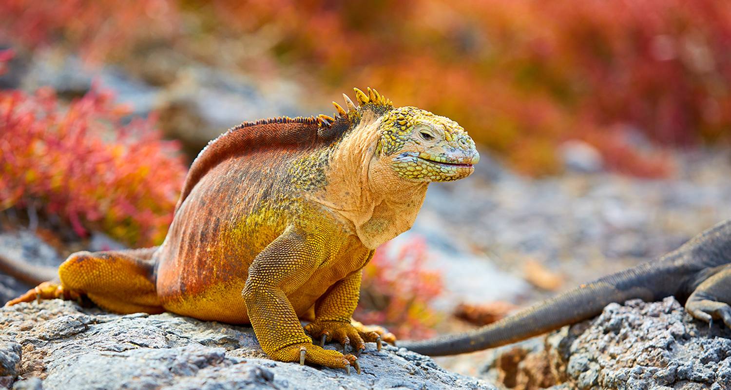 Ecuador en Galápagos cruise ─ een land vol wonderen - Gebeco