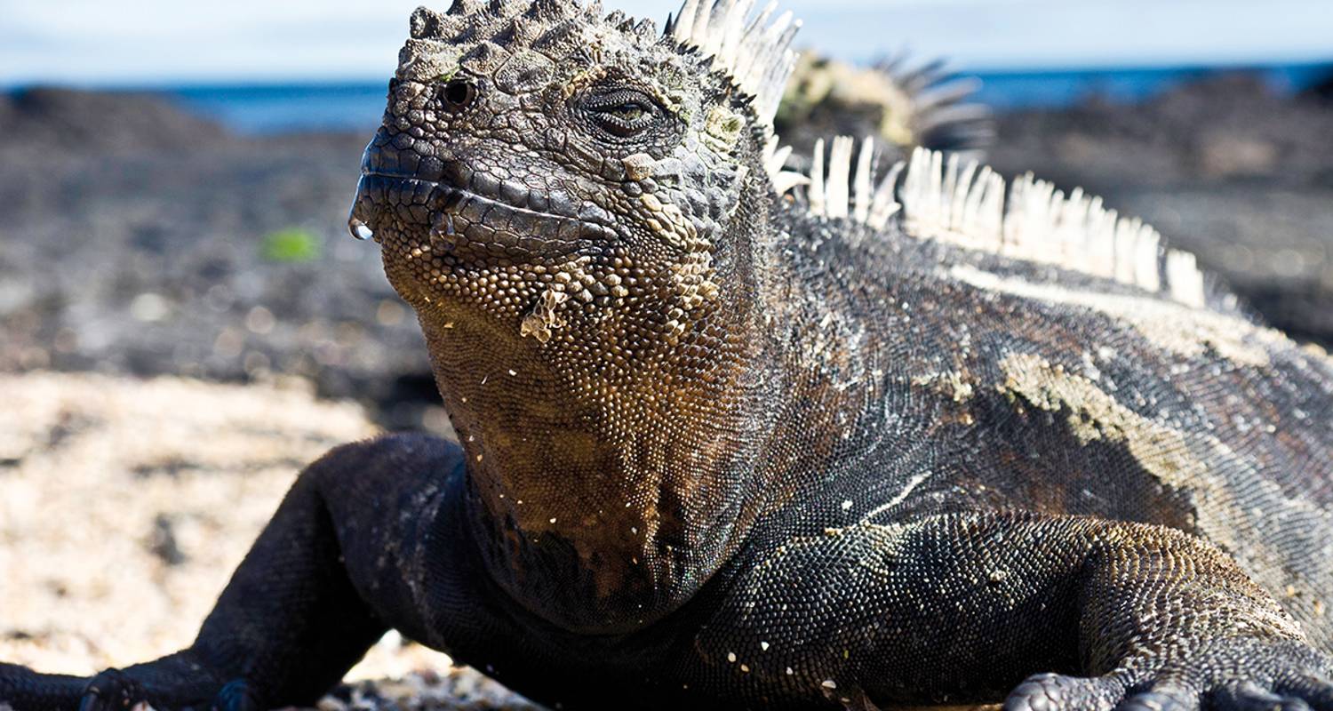 Conoce Ecuador y Galápagos - Gebeco