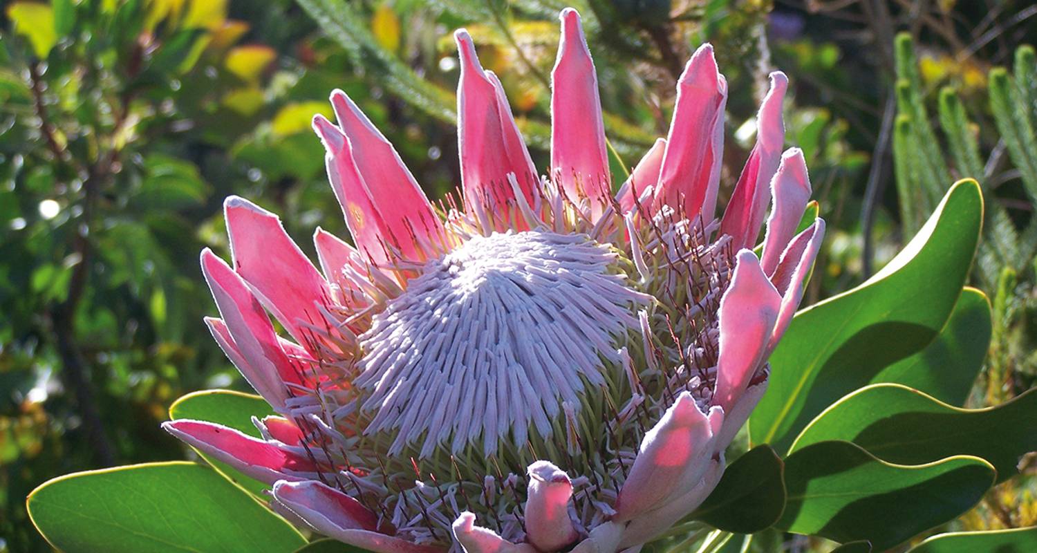 Südafrika - Naturzauber und Traditionen - Gebeco