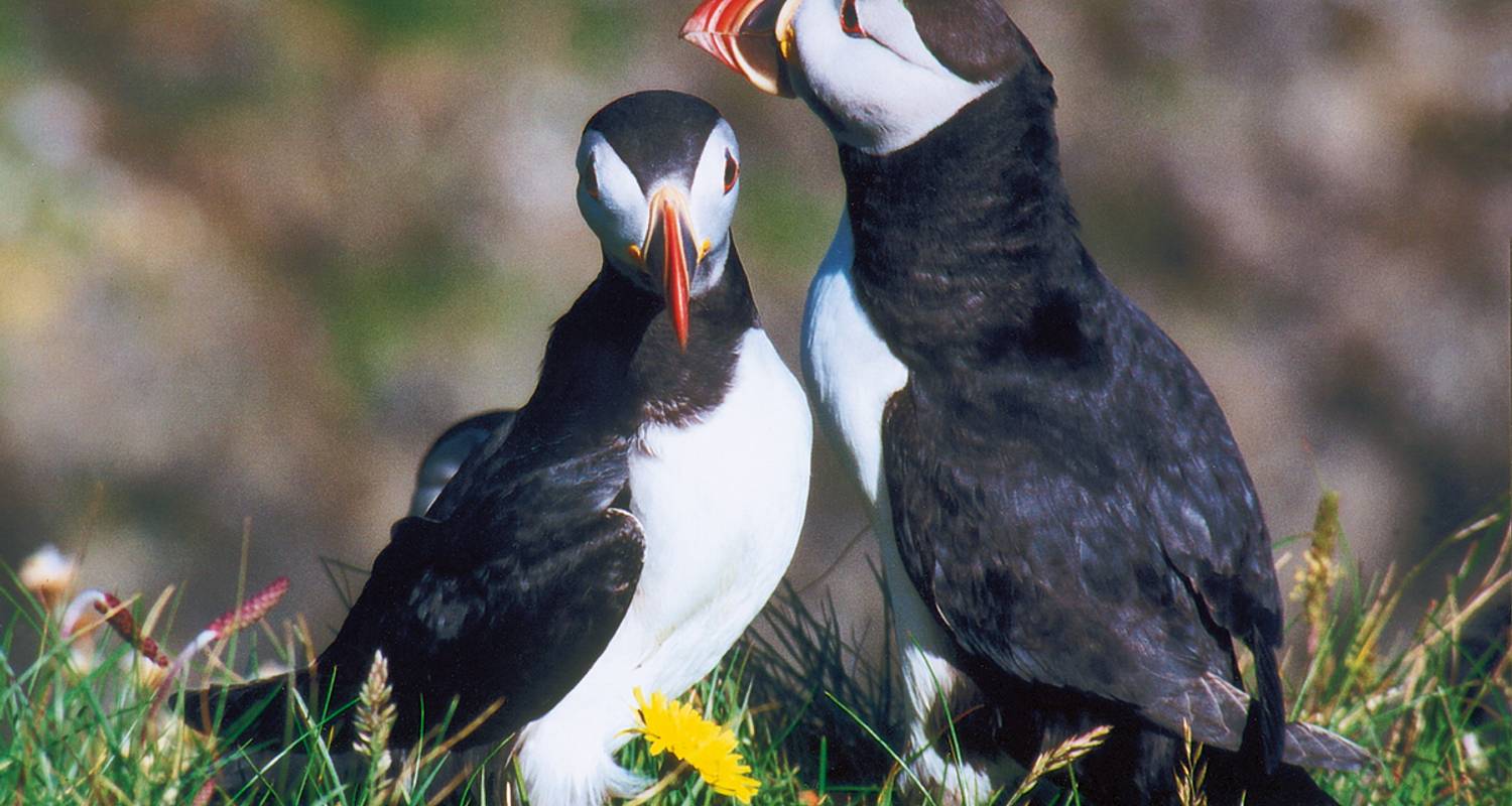 Découvrez les merveilles naturelles de l'Islande en toute tranquillité - Gebeco