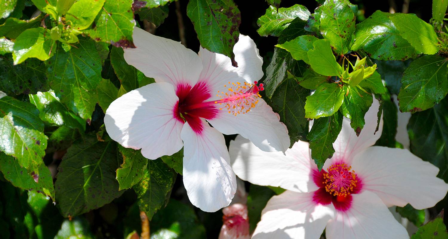 Flower Paradise Madeira and its little sister Porto Santo - Gebeco