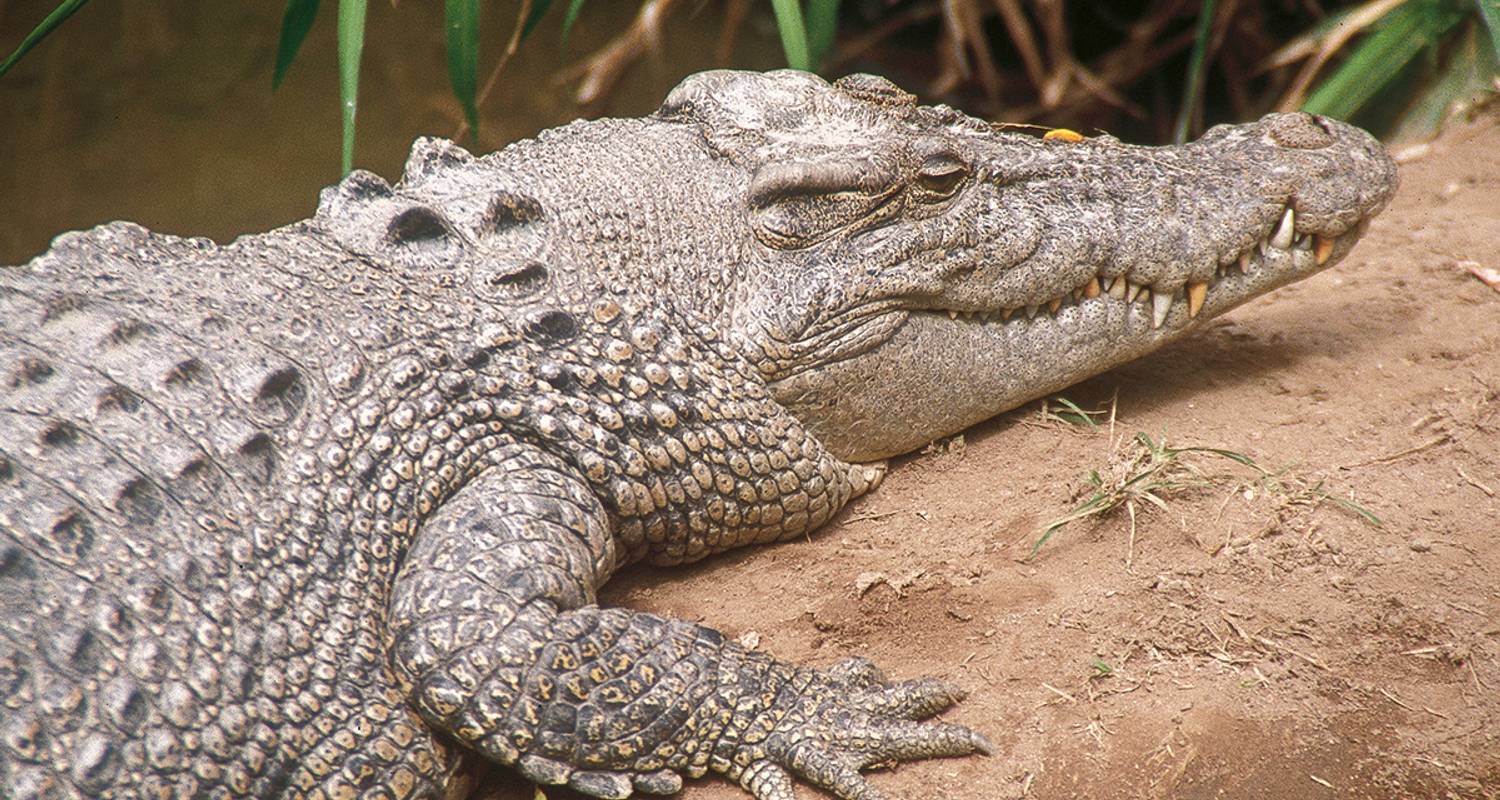 Intl. Flights Included Tours & Trips in Kakadu National Park