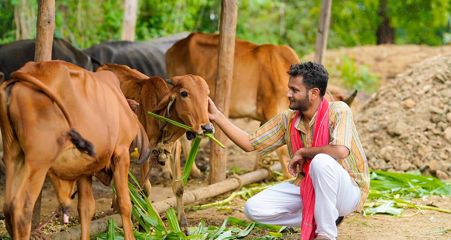 india ─ where cows are sacRed - Gebeco