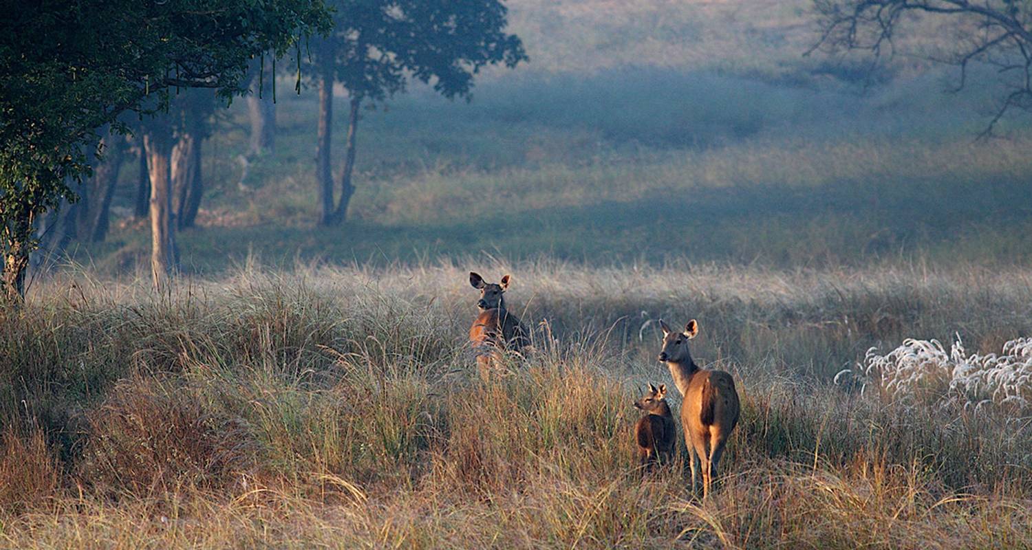 India - Waar de wilde dieren leven - Gebeco