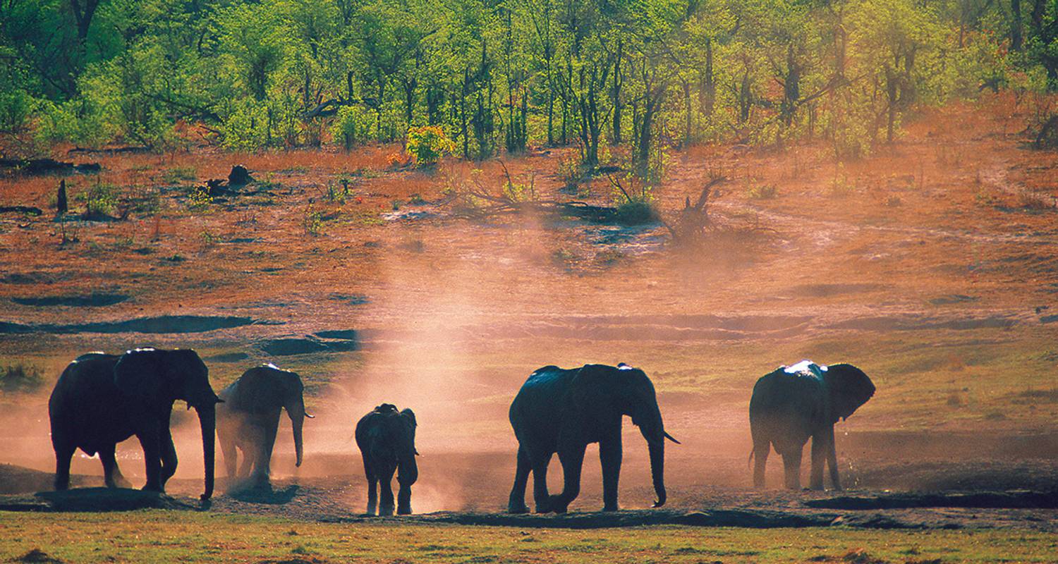 Expérience de safari dans le parc national Kruger - Gebeco
